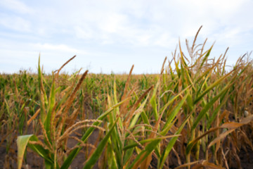 Image showing Green immature corn