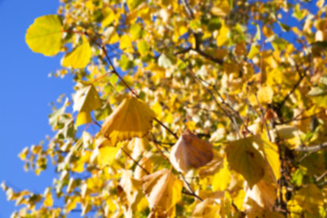 Image showing autumn in the park