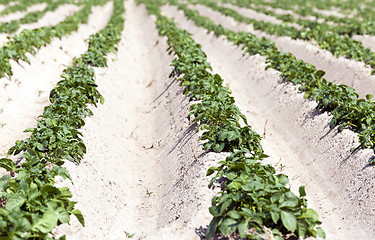 Image showing Potatoes in the field