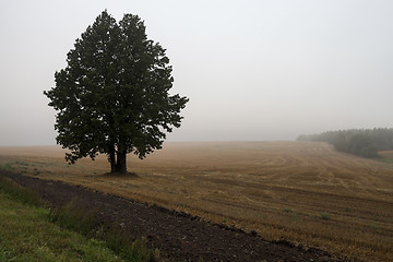 Image showing tree in the field