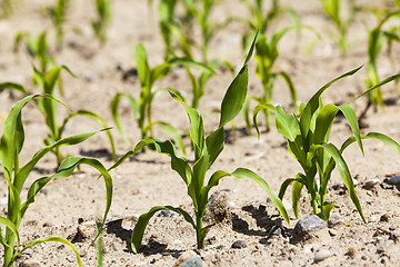 Image showing Field of green corn