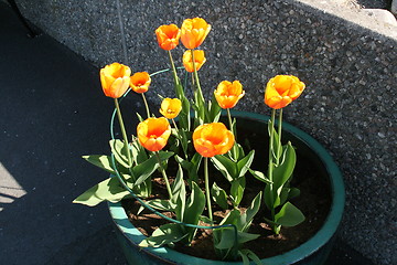 Image showing Tulips