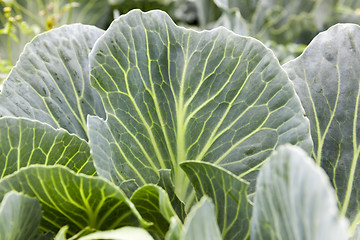 Image showing green cabbage leaves