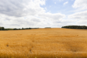 Image showing ripe wheat crop