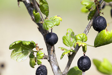 Image showing dried berries harvest