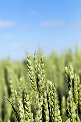 Image showing immature grass sky