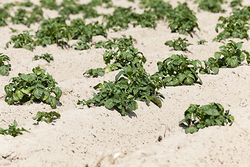 Image showing Field with potato