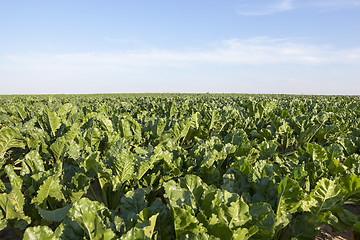 Image showing field with beetroot