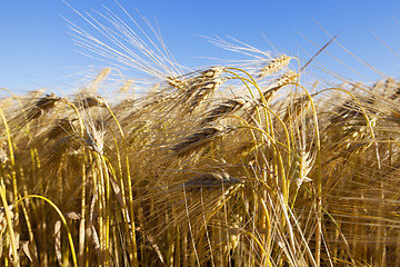 Image showing farm field cereals