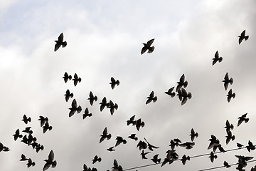 Image showing birds flying in the sky