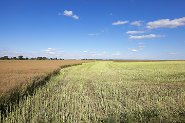 Image showing harvesting of rape