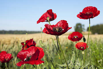 Image showing red poppies in a field