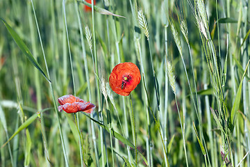 Image showing Red poppy flowers