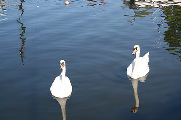 Image showing Swans in the water