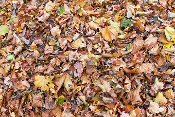 Image showing The fallen to the ground.