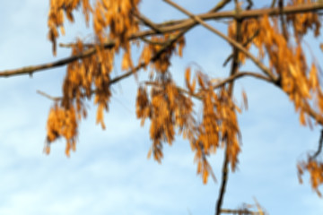 Image showing autumn in the park