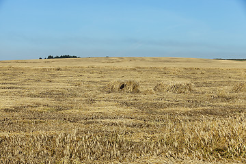 Image showing farm field cereals