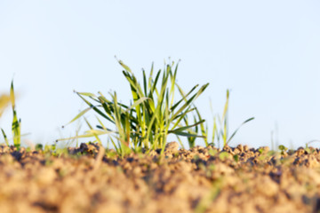 Image showing young grass plants, close-up