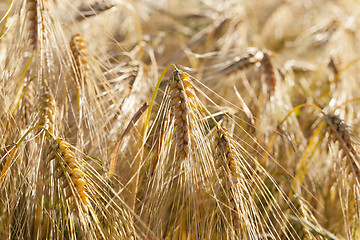 Image showing ripe yellow cereals