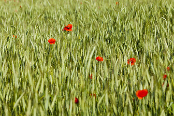 Image showing Red poppy flowers