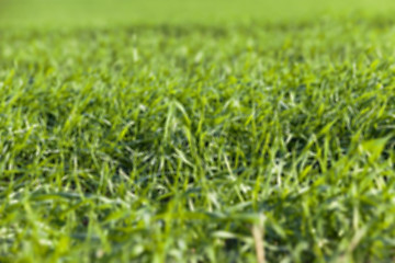 Image showing young grass plants, close-up