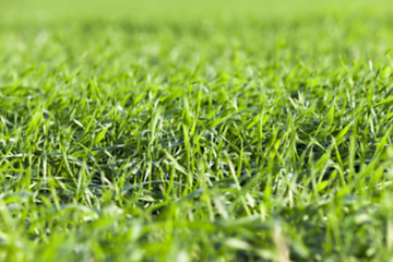 Image showing young grass plants, close-up