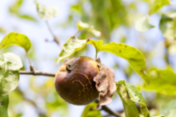 Image showing Apple on a branch