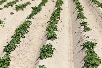 Image showing Agriculture, potato field