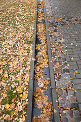 Image showing leaves on the sidewalk, autumn