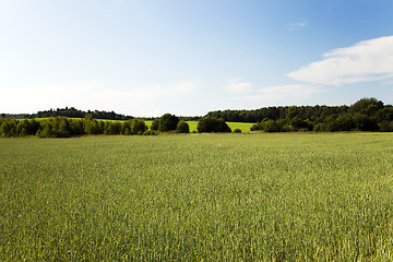 Image showing immature cereals , field