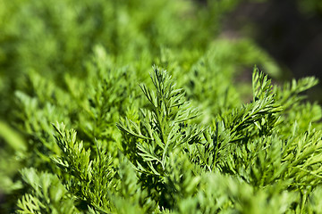 Image showing Field with carrot