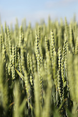 Image showing unripe ears of wheat