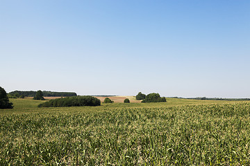 Image showing Corn field, forest