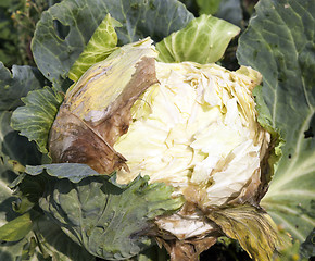 Image showing rotten cabbage, close-up