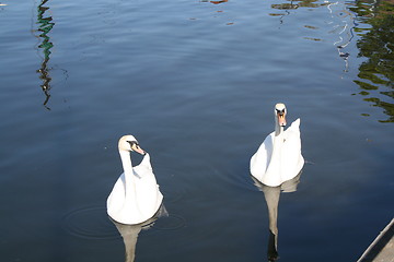 Image showing Swans in the water