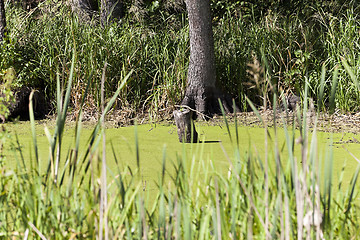 Image showing swamp, the end of summer