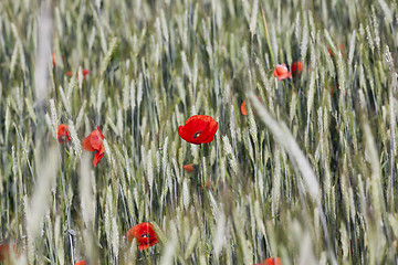 Image showing red poppies. summer