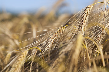 Image showing Field of cereal in the summer