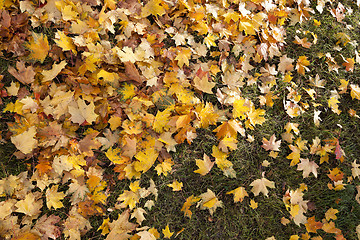 Image showing The fallen to the ground.