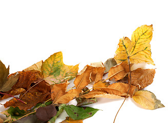 Image showing Autumnal dried leafs