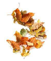 Image showing Autumn dried leafs on white background