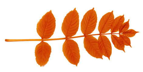 Image showing Autumnal sorbus leaves