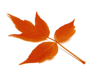 Image showing Red autumn leaf