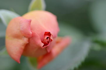 Image showing Close up on a pink rose