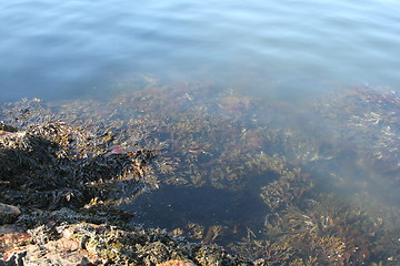 Image showing Seaweed at the shore