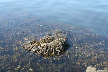 Image showing Seaweed at the shore