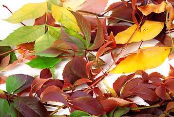 Image showing Multicolor autumn leafs