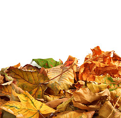 Image showing Autumn dry maple leafs on white background 