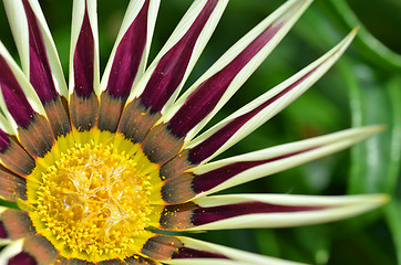 Image showing Beautiful yellow-purple gazania flowers