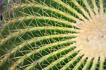 Image showing Cactus in Gardens by the Bay in Singapore